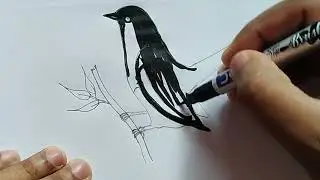 How to Draw a Doyel Bird 🐦 | Easy Step-by-Step Drawing Tutorial for Beginners