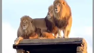 Dayaram Tau & Khachedu 🤣🤣#comedyvideos #funny #amimals #viralvideo #lion