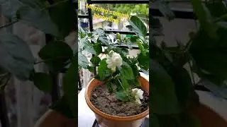 summer blooming flowers 💙#planting #flowerplanting