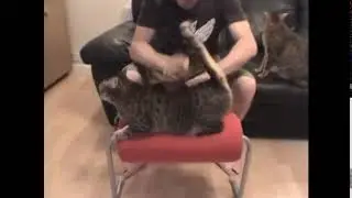 catslapping