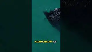 Ocean Relaxation: Magic of the Sardine Run