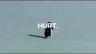 THE DAMN PENGUIN