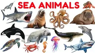 Морские животные для детей 🐬 | STEM-образование и морская лексика для дошкольников