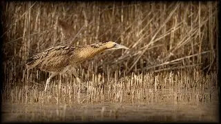 Bittern at Lakenheath Fen