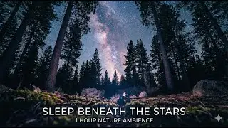 Beneath the Giants: A Summer Camping Memory: Sleeping Under the Stars