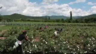 Harvest time in Bulgaria's Rose Valley