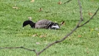 Common Loon?  New Waterfowl Friend #loon #commonloon #waterfowl #upstateny #wildlife #birds #animals
