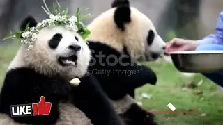 PANDA ADVENTURE MOVIE | PANDA SURVIVALS | DOCUMENTRY ABOUT PANDA | CUTE PANDA