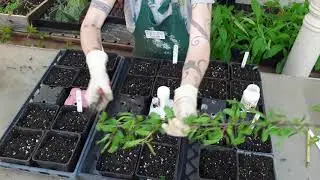Stem cutting hormones Organic, Synthetic, and Control