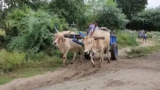 Bullock cart heavy load by stones / Bullock's power's video