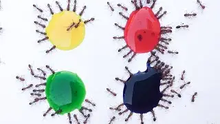 Small Ants vs Liquid Candy Timelapse : Which Colour Finishes First