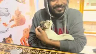 Veterinary Emergency Clinic 01912251312 Dog Vaccination Cat Vaccination Avian Vet FishVet Exotic Vet