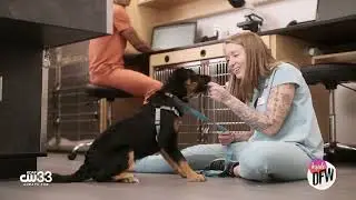 Spring pet care tips from Banfield Pet Hospital