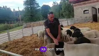 Бараны дорпер едут на выставку Золотая осень 2025 #дорпер #dorper #dorpersheep 