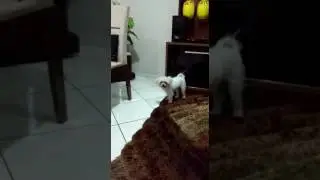 Amora comeu o batom