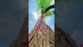 New tree water sliding shorts TikTok video #trending #shortvideo #funny #farming #ticktock #shorts