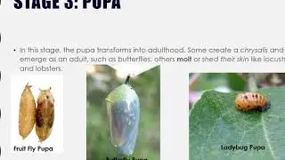 Introduction to Invertebrate Life Cycles