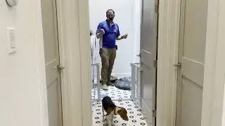 Tips to Stop Luna's Separation Anxiety