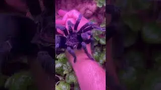 Purple tarantula! #fyp #tarantula