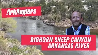 ArkAnglers Arkansas River Fishing Report from Bighorn Sheep Canyon - BWOs & Dry Dropper Rigs!
