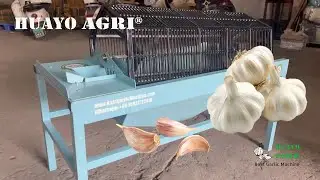 HGF-600 Garlic Clove Sorting Grading Machine for Garlic Planting Effectively