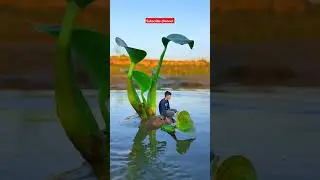 fish jumping Water editing videography video #shorts