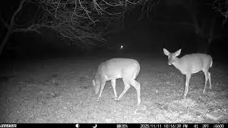 Archive Files of Trail Camera 3 Compilation 20251112 H