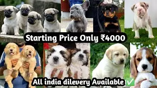 Cheapest Dog Market In India || Free Dog Adoption || All India Free Delivery || beagle, Labrador