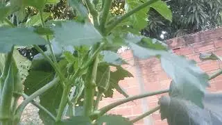 Dicas para produzir quiabo na hidroponia.