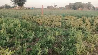 मेरा खेत  