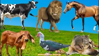 Animals Around Us: Horse, Cow, Chicken, Duck, Dog, Cat, Rabbit - Animal Sounds