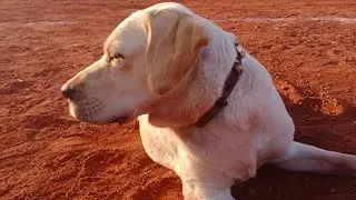#labrodog#pamolin dog#gavran dog#4dog masti