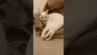 I am watching my cat slowly cat slowly fall asleep 😴 #shorts #cat #cute #viral