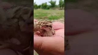 Partridge baby Sounds #teeterkiawaz #birds #teetarkiawazfemale #bird #partridge