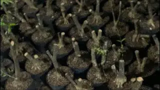 Murce bonsai segala jenis tanaman!!