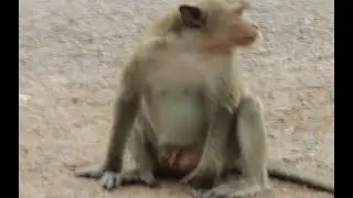 How To See Monkey Bronco & Rose Monkey on The Tree