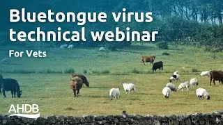 Bluetongue Virus Technical Webinar for Vets | AHDB Webinar