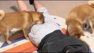 14 Minutes of Funny & Healing Pet Moments | Hilarious Animal Compilation