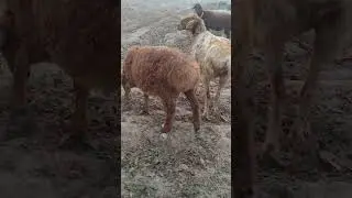 Amazing lovely hungry sheeps❤️🥀🌹🌄🌴
