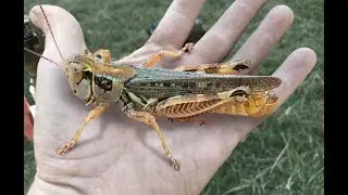GRASSHOPPER CHALLENGE  (NOT FOR THE SQUEAMISH)