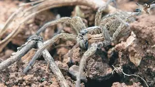 Kurt &Ouml;r&uuml;mceği - Lycosa tarantula