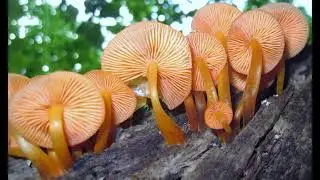 Mycena leaiana