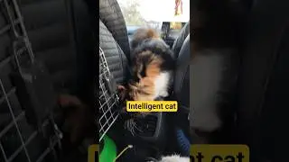 #cat #cats #catvideos #petlovers #pets #facts #catfacts