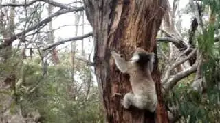 koala climbing the tree