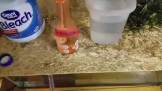 How to do a bleach dip to deal with black beard algae ( bba ) in the planted aquarium