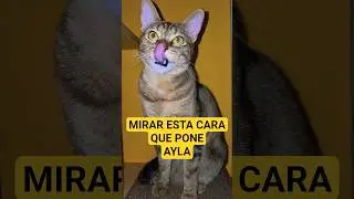 MIRAR ESTA CARA QUE PONE AYLA #viral #cat #gatos