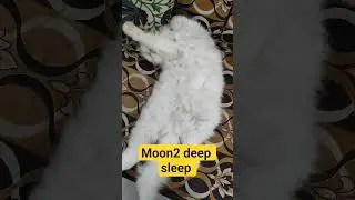 moon2 deep sleep#viralshort #yutubeshorts #cutecat #moon2