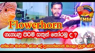 Flowerhorn ගැහැණු සත්තු සහ පිරිමි සතුන් තෝරමු ද ? #FMSA  තේරෙන මාළුන්ට වෙන දේ දැනගත්තොත් පුදුම වේවි