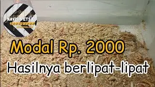 100% Jamin langsung berhasil, Cara sukses beternak ulat hongkong..