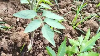 தக்காளி நல்லா வளர்ந்துடுச்சு🍅